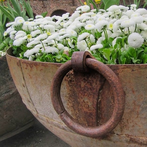 Daisy Seeds - English Daisy Snow White  - Bellis Perennis Flower Seed - Common Daisy - Bruisewort -Lawn Daisy Seeds - Perennial Flower Seeds