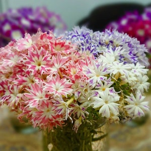 Phlox Galaxy Seeds - Phlox drummondii - Annual Flower Seeds