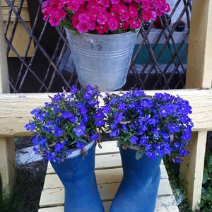 Annual Lobelia Blue Seeds - Edging Lobelia - Garden Lobelia - Lobelia cascade - Lobelia trailing- Lobelia cascade - Trailing Lobelia