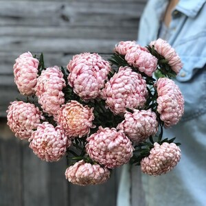 China Aster Tower Chamois Seeds - Peony Aster - Callistephus chinensis - Semillas de flores anuales - Flor de reliquia - Semillas de salmón Aster de verano