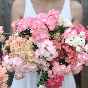 Phlox Coral Reef  Seeds - Phlox drummondii - Annual Flower Seeds