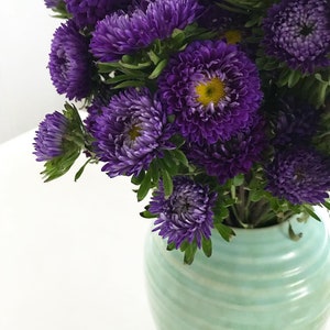 China Aster Valkyrie - Pompon Purple China Aster - Callistephus chinensis - Annual Flower Seeds