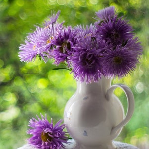 China Aster Tigers Paw Amethyst Seeds - Callistephus chinensis Dragon  -  Chinese Aster Tigers Paw Seeds - Summer Aster seeds - Asters Seeds