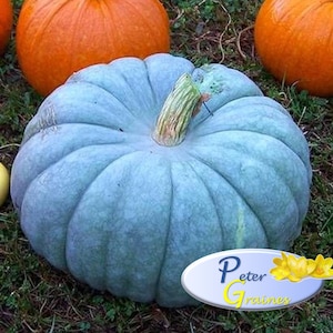 Pumpkin seeds Queensland Blue -  Heirloom  - Vegetable Seeds -rare seeds - Pumpkin Seeds - organic seeds