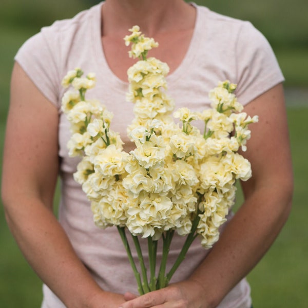 Stock Seeds – Yellow Stock - Matthiola incana – Gilly Flower - Annual Flower Seeds