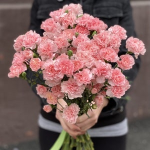 Goździk Chabaud Grenadine Pink - Goździk różowy Goździk - Goździk różany - Dianthus caryophyllus - Nasiona kwiatów dwuletnich