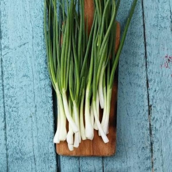Welsh Onion Seeds  - Spring Onion Seeds - Green Onions - Vegetable Seeds -  Heirloom  - Garden Seeds