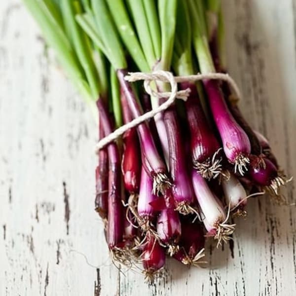 Red Welsh Onions – Spring Onion Seeds – Herb Welsh Onion Red – Vegetable Seeds – Perennial - Garden Seeds