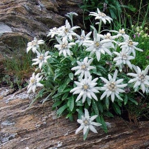 Edelweiss Seeds Leontopodium alpinum Alpine Everlasting Flower Lion's Foot Star Glacier Perennial Flower image 1