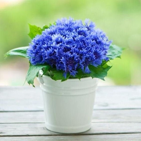 Cornflower Blue Boy Seeds - Bachelor Button Seeds - Centaurea cyanus - Annual Flower Seeds - Cornflower Seeds - Cornflower Blue Ball