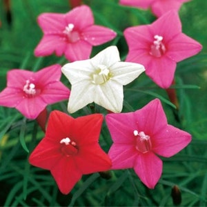 Cypress Vine Mix, Red, Pink and White Cardinal Climber, Hummingbird Vine, Ipomoea Quamoclit – Heirloom – Flowers Seeds - Ipomoea Pennata