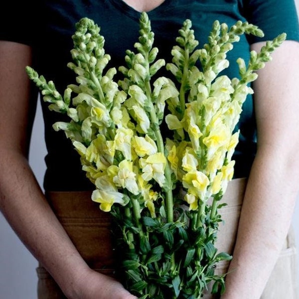 Snapdragon Golden Tiger - Antirrhinum majus - Semillas de flores anuales