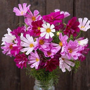 Cosmos Sea Shells Seeds - Cosmos bipinnatus - Annual Flower
