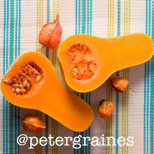 Batana Seeds Etsy Canada