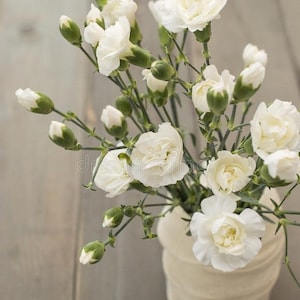 Goździk Chabaud White Seeds - Goździk różowy goździk - Dianthus caryophyllus - Dwuletnie nasiona kwiatów
