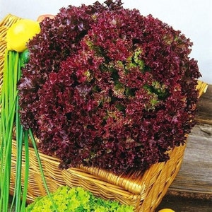 Salatsalat Red Ball Seeds - Heirloom - Gemüsesamen - NON GMO