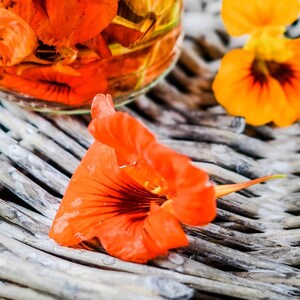 Dwarf Nasturtium Seeds - Nasturtium Alaska Mix Seeds- Tropaeolum majus - Annual Flower Seeds - Edible Flower Seeds