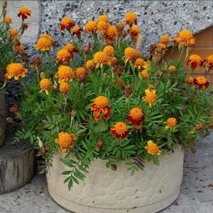 Semillas de caléndula francesa naranja llama - Tagetes patula nana - Enana francesa doble - Flores anuales - Elementos esenciales para el jardín orgánico sin OGM