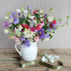 Everlasting Sweet Pea MIXED -Broad-leaved Sweet Pea Seeds -  Lathyrus Latifolius – Annual Flower Seeds