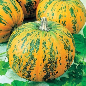 Kürbis Vitaminnaya Samen - Erbstück - Gemüsesamen - NON GMO - Bio-Samen - Seltene Samen -