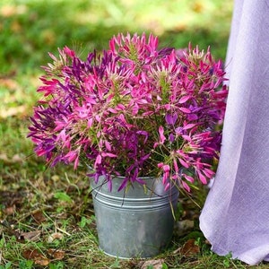 Cleome Spinosa Mix Samen – Cleome Houtteana – Spinnenblume – Spinnenpflanze – Pink Queen – Großvaters Schnurrhaare – Spinnenkraut – Bienenpflanzen