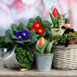 Primula Mix seeds – Primrose mix seeds – Primula Vanda Seeds -  Primula vulgaris - Perennial Flower Seeds