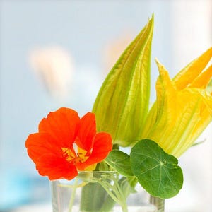 Kapuzinerkresse Samen - Orange Kapuzinerkresse - Tropaeolum majus - Einjährige Blume - Erbstück - Kapuzinerkresse Samen - essbare Blumensamen - Kletterei
