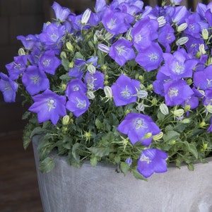 Carpathian Glockenblume Blau - Campanula carpatica – Schnittblumen - Erbstück – Blumensamen - Staudenblumensamen