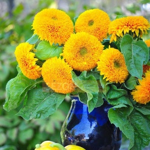 ひまわり装飾八重咲き - Helianthus annuus - 一年草の種子