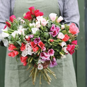 Godetia Grandiflora mix - Godetia Princess Seeds - Clarkia amoena - Godetia grandiflora - Annual Flower