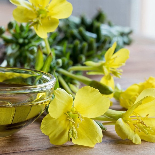 Graines d’onagre - Ozark Sundrops-Oenothera macrocarpa – Fleur vivace