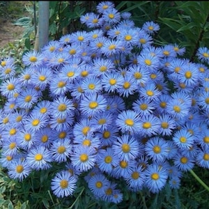 Fleabane Daisy Seeds - Erigeron - Azure Fairy Daisy - Daisy Fleabane - Dainty Daisy -Aspen Fleabane - Oregon Fleabane - Erigeron speciosus