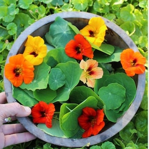 Garten Kapuzinerkresse Double Mixed - Tropaeolum majus - Einjährige Blumensamen - Tropaeolum Samen