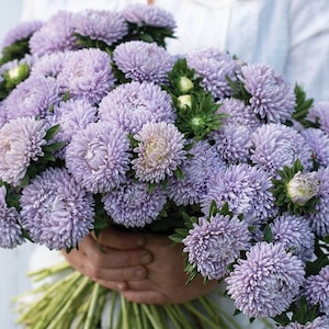 China Aster Lazurit Seeds - Callistephus chinensis - Annual Flower Seeds - Chamois Aster Seeds