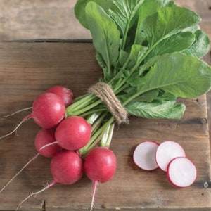 Radis Oval Rosa siciliano  - Radis  Seeds - NON GMO -  Heirloom  seeds - Vegetable Seeds - Open Pollinated - fresh seeds