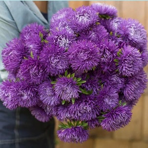 China Aster Purple Seeds - Krallen Aster Seeds - Aster Percival Seeds -  Callistephus chinensis - Annual Flower Seeds - Heirloom Seeds