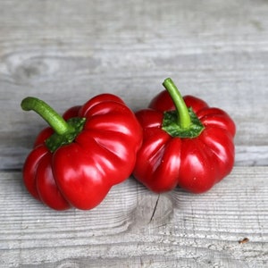 Sweet pepper seeds -  Bell pepper seeds – Bell Pepper Cheese pimiento - Pepper Queso de Pimiento – Garden Seeds - Heirloom Bell Pepper Seeds