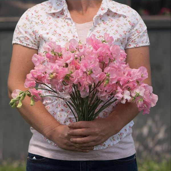 Sweet Pea Pink Shift Seeds - Sweetpea Seed – Lathyrus odoratus – Gorgeous Flower - Heirloom