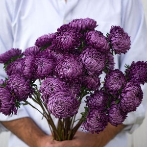 China Aster Tower Violet Seed - Peony Aster - Callistephus chinensis - Annual Flower Seeds - Heirloom Flower