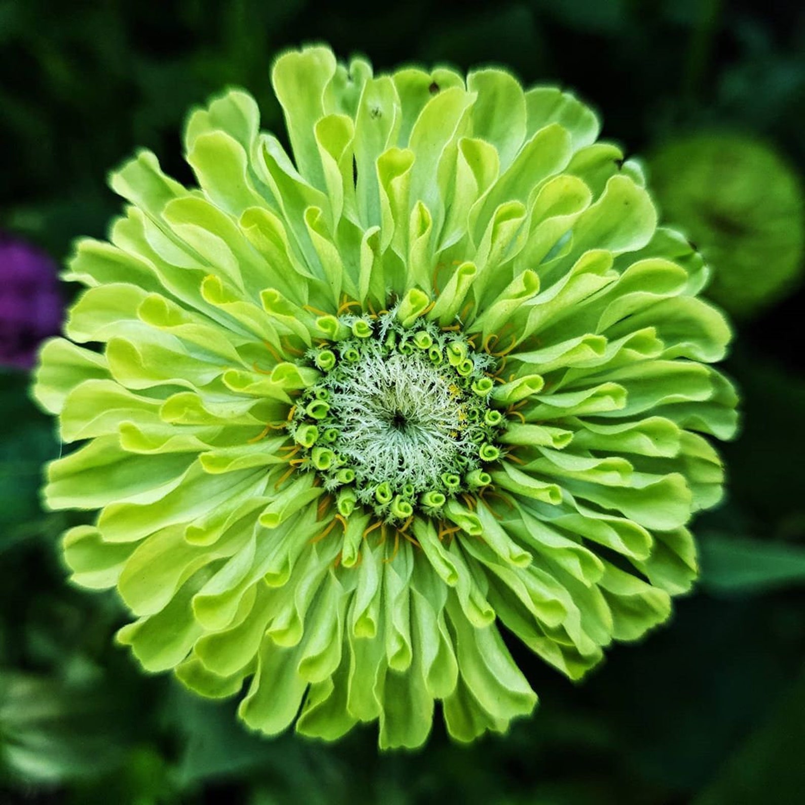Zinnia Envy Seeds Zinnia Elegans Annual Flower Etsy