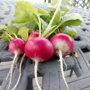 Sparkler Radish Seeds - Radish Krakowianka Seeds  - Heirloom- Vegetable Seeds - NON GMO
