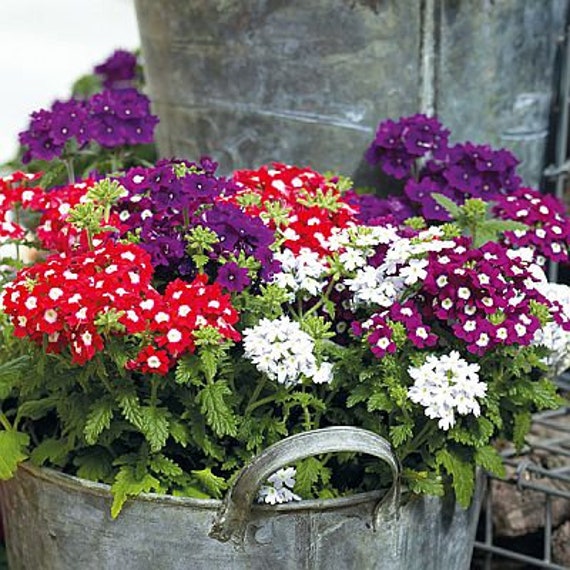 Buy Verbena Hanging Basket Mix - Verbena X Hybrida - Annual