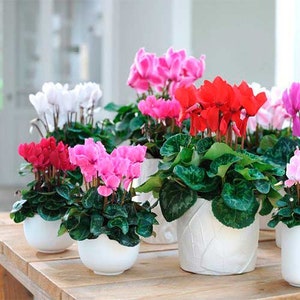 Persian Cyclamen Mix Seeds Cyclamen persicum Perennial Flower Seeds image 2