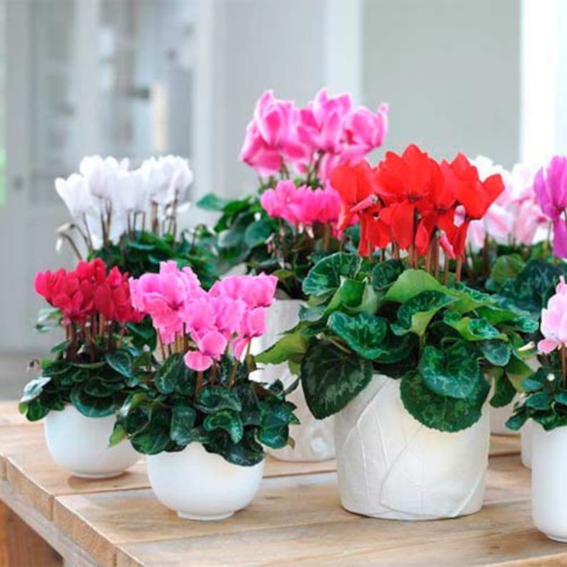 Persian Cyclamen Mix Seeds Cyclamen persicum Perennial Flower Seeds image 2