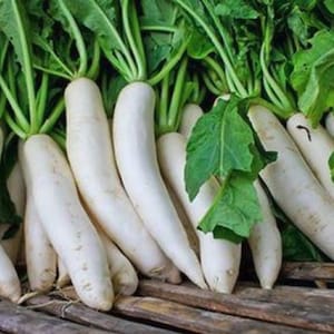 Daikon Seeds - Daikon Radish Minovaze - Semillas de hortalizas - Heirloom - Radish Seeds
