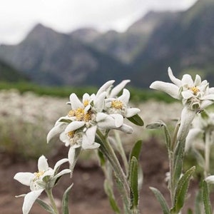 Edelweiss Seeds Leontopodium alpinum Alpine Everlasting Flower Lion's Foot Star Glacier Perennial Flower image 2