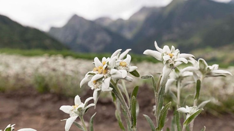 Edelweiss Seeds Leontopodium alpinum Alpine Everlasting Flower Lion's Foot Star Glacier Perennial Flower image 2