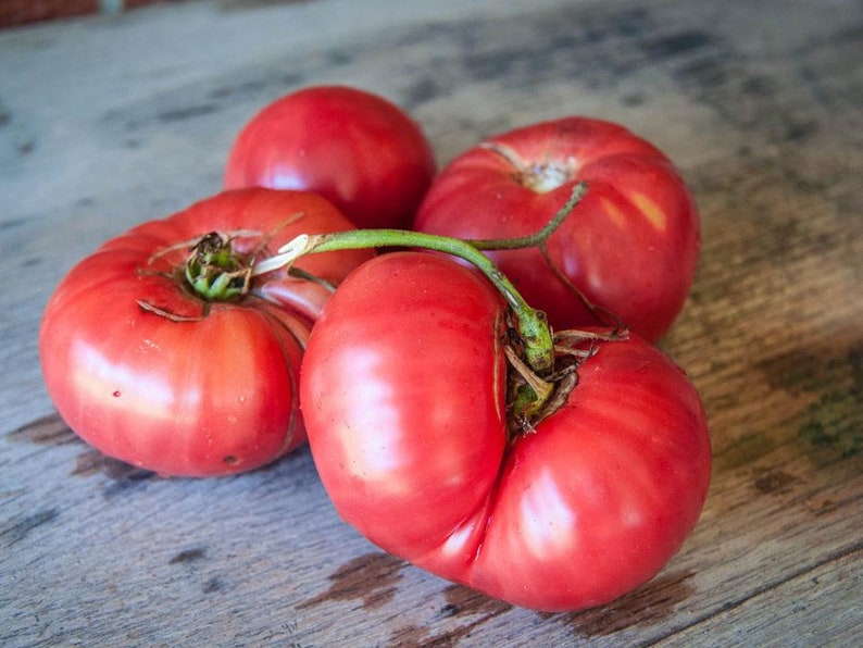 Brandywine Tomato Seeds Pink Tomato Early King Seeds Etsy
