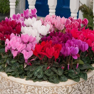 Persian Cyclamen Mix Seeds Cyclamen persicum Perennial Flower Seeds image 7