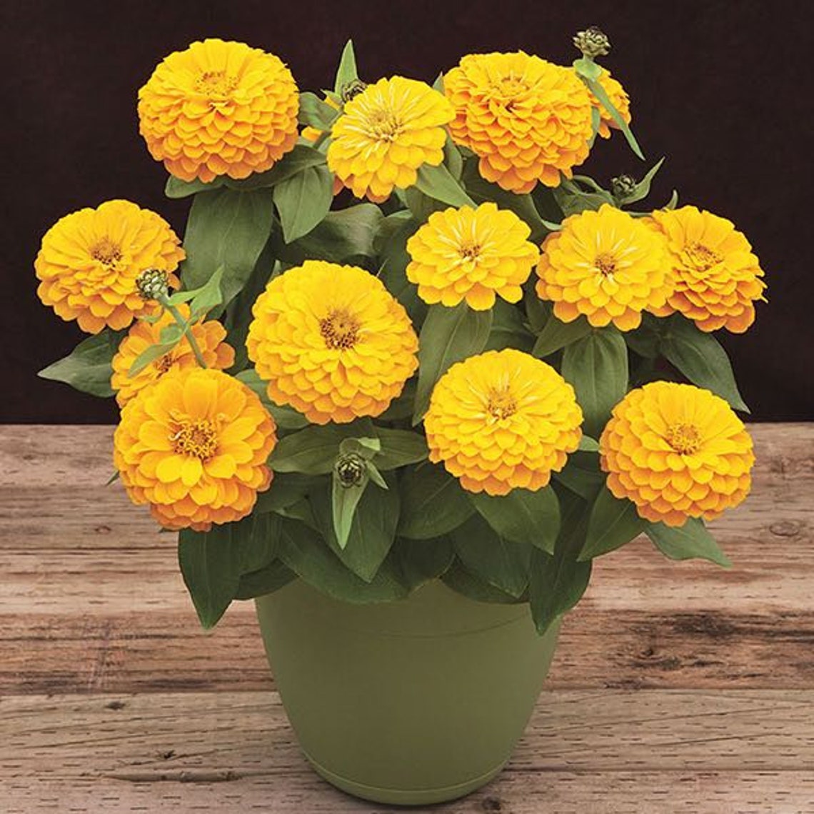 Zinnia Yellow Seeds Dwarf Zinnia Zinnia elegans Annual Etsy